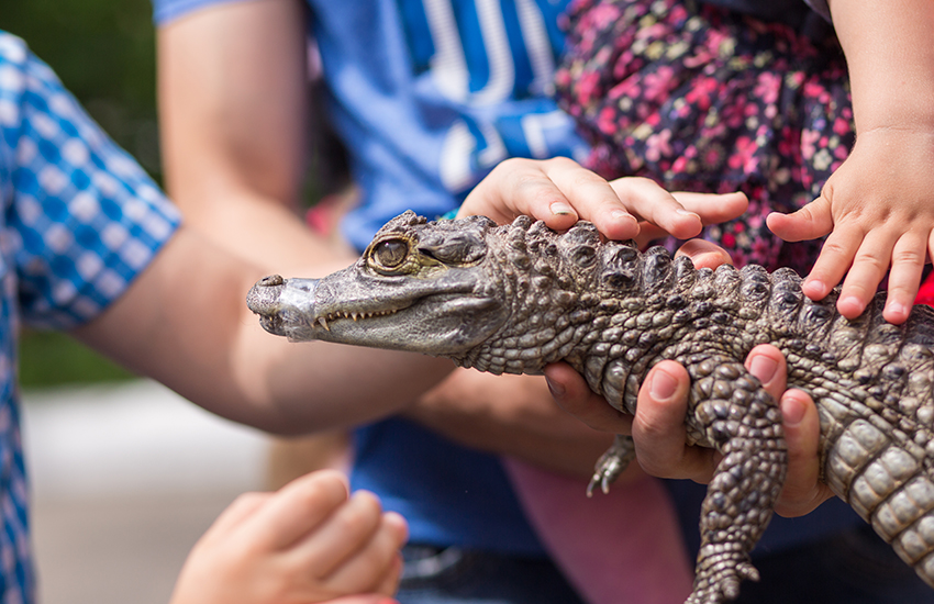 Wally, the “Gentle Emotional Support Alligator,” is Missing